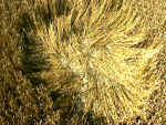 Windmill Hill (3), Wiltshire crop circle, aerial photo 6