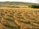 Woodborough Hill (3), Wiltshire crop circle, aerial photo 8
