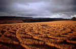Woodborough Hill (3), Wiltshire crop circle, aerial photo 11