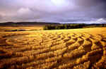 Woodborough Hill (3), Wiltshire crop circle, aerial photo 15