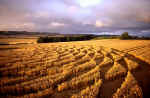 Woodborough Hill (3), Wiltshire crop circle, aerial photo 16