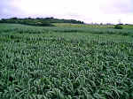 Wouldham, Kent crop circle, aerial photo 2