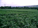 Wouldham, Kent crop circle, aerial photo 3