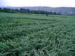 Wouldham, Kent crop circle, aerial photo 4