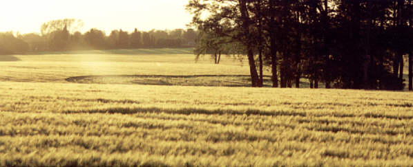 Wrotham, Kent crop circle, aerial photo 3