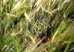 Wrotham, Kent crop circle, aerial photo 9