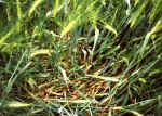 Wrotham, Kent crop circle, aerial photo 10