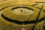 Beckhampton, Wiltshire crop circle, aerial photo 6