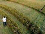 Beckhampton, Wiltshire crop circle, aerial photo 11