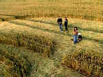 Beckhampton, Wiltshire crop circle, aerial photo 15