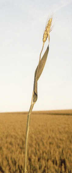 Borstal, Kent crop circle, aerial photo 5