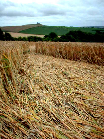 Browns Lane, Wiltshire crop circle, aerial photo 9