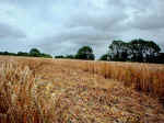Browns Lane, Wiltshire crop circle, aerial photo 12