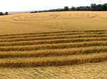 Gog Magog Hills, Cambridgeshire crop circle, aerial photo 13