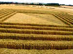 Gog Magog Hills, Cambridgeshire crop circle, aerial photo 16