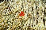 Gog Magog Hills, Cambridgeshire crop circle, aerial photo 9
