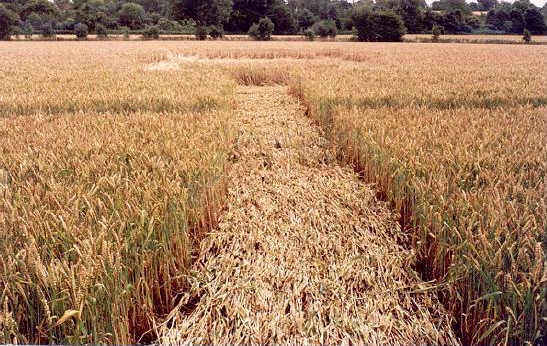 Crop Art at Luddingstone Castle, Kent crop circle, aerial photo 2