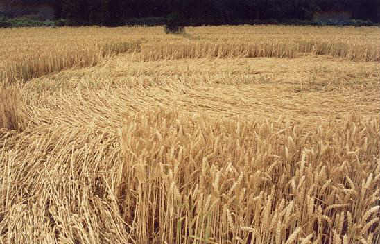 Crop Art at Luddingstone Castle, Kent crop circle, aerial photo 4