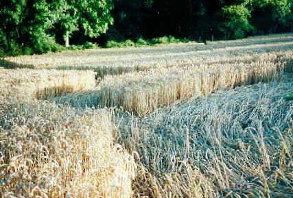 Crop Art at Luddingstone Castle, Kent crop circle, aerial photo 6