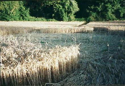Crop Art at Luddingstone Castle, Kent crop circle, aerial photo 7