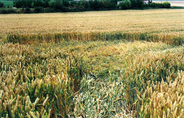 Marsham, Norfolk crop circle, aerial photo 3