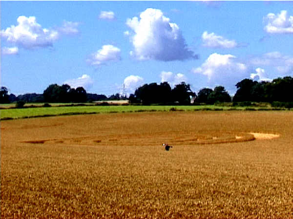 Newhouse Farm, Somerset crop circle, aerial photo 2
