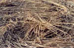Shoreham, Kent crop circle, aerial photo 4