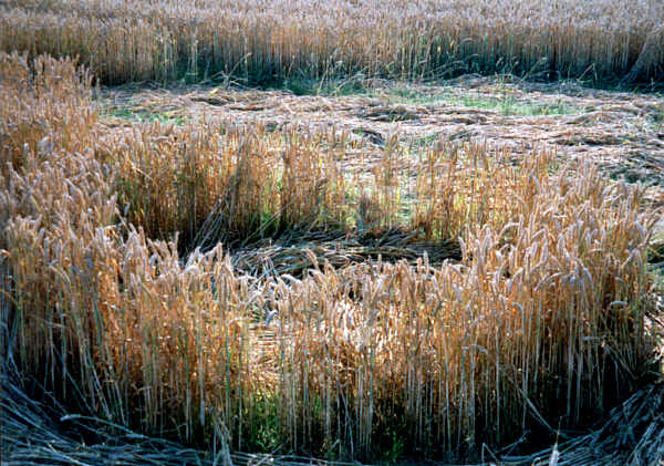 Staddiscombe, Devon crop circle, aerial photo 2