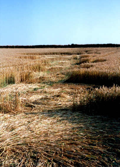 Staddiscombe, Devon crop circle, aerial photo 4