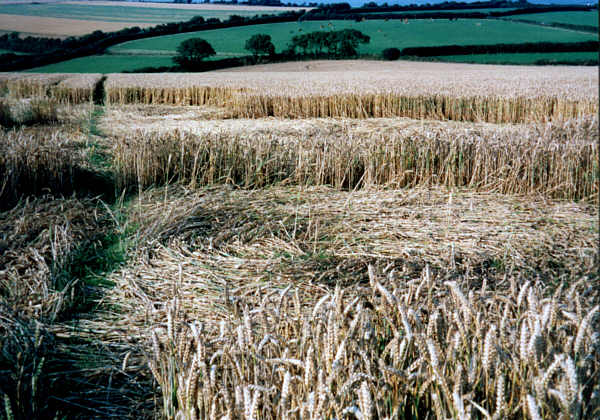 Staddiscombe, Devon crop circle, aerial photo 3