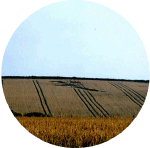staddy.gif (77964 bytes)