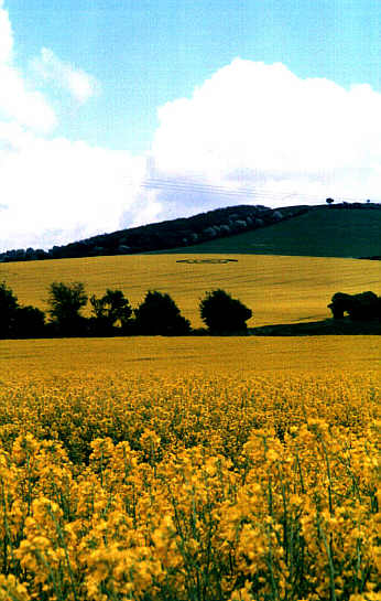 Old Winchester Hill, Hampshire crop circle, aerial photo 4