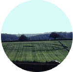 imagewsb01a.gif (31915 bytes)