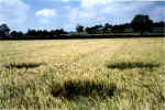 Whidcombe Brake, Somerset crop circle, aerial photo 12