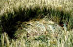 Whidcombe Brake, Somerset crop circle, aerial photo 13