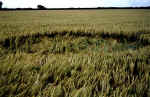 Whidcombe Brake, Somerset crop circle, aerial photo 14