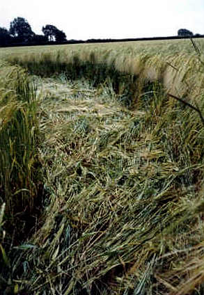Whidcombe Brake, Somerset crop circle, aerial photo 11