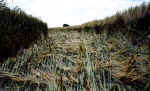 Whidcombe Brake, Somerset crop circle, aerial photo 18