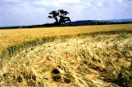 Whidcombe Brake, Somerset crop circle, aerial photo 19