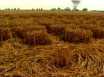 Chilbolton (1), Hampshire crop circle, aerial photo 7