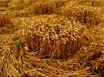 Chilbolton (1), Hampshire crop circle, aerial photo 10
