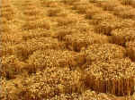Chilbolton (1), Hampshire crop circle, aerial photo 6