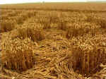 Chilbolton (1), Hampshire crop circle, aerial photo 8