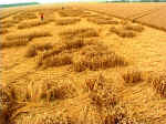 Chilbolton (2), Hampshire crop circle, aerial photo 12