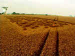 Chilbolton (2), Hampshire crop circle, aerial photo 9