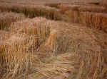 Hollingbury, Sussex crop circle, aerial photo 8