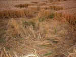 Hollingbury, Sussex crop circle, aerial photo 6