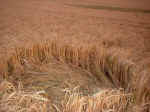 Hollingbury, Sussex crop circle, aerial photo 7