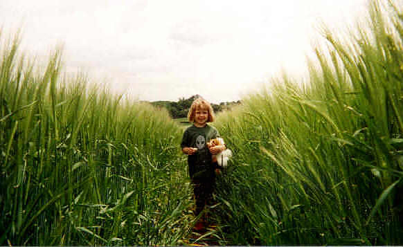 Pegsdon, Hertfordshire crop circle, aerial photo 7