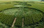 West Down, Wiltshire crop circle, aerial photo 5